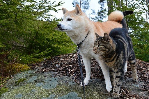 Shiba-inu and cat