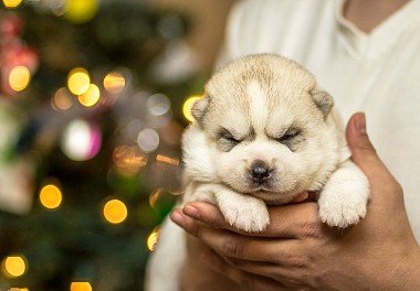 Siberian Husky