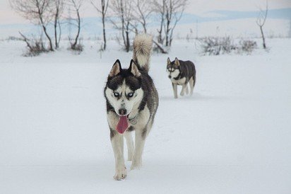 Siberian Huskies in their element