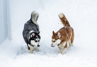 Siberian Husky