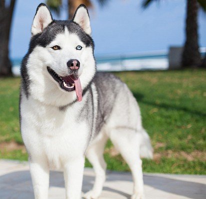 Husky with eyes of different colors (Heterochromia)