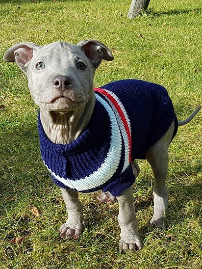 Thai Ridgeback puppy in blue sweater