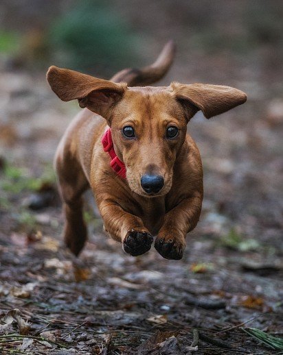 Running Dachshund Puppy