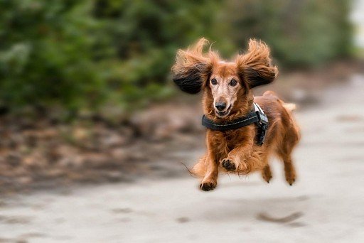 Running long-haired dachshund