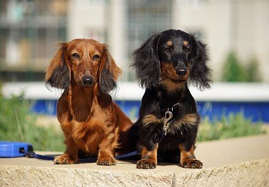 Long-haired Dachshunds