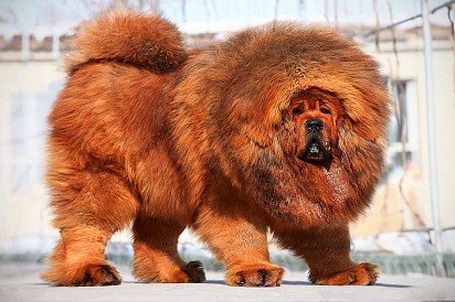 Don't forget to groom your Tibetan Mastiff's coat! 