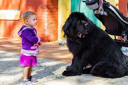 Tibetan Mastiff with baby