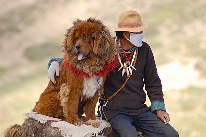 Tibetan Mastiff with Master