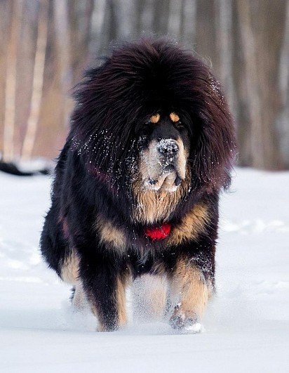 Tibetan Mastiff