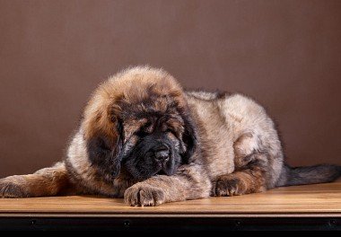 Tibetan Mastiff