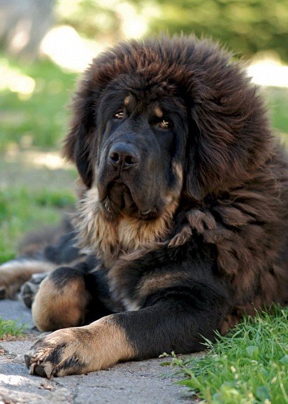 Tibetan Mastiff Muzzle