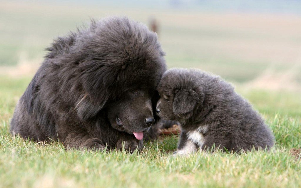Tibetan Mastiff puppy with mom