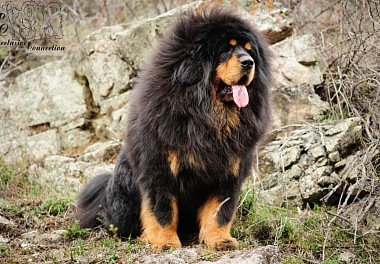 Tibetan Mastiff