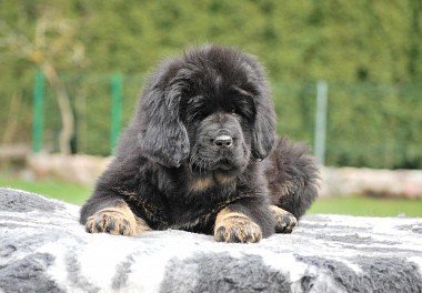 Tibetan Mastiff