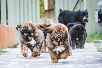 Running Tibetan Mastiff puppies