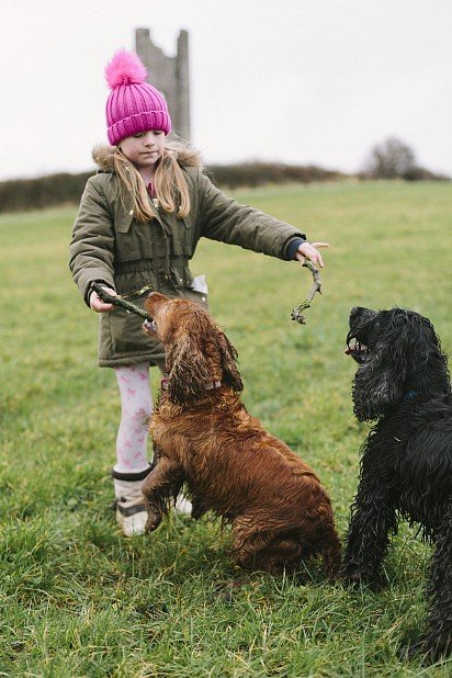 Child plays with English Cocker Spaniels