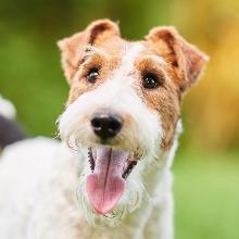 Foxterrier