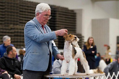 Rough-haired foxterrier at a dog show
