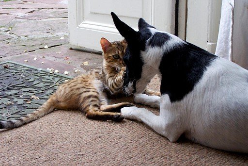 Foxterrier with cat