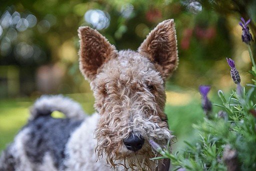 Muzzle of a hard-haired foxterrier