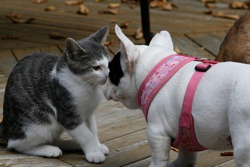 French Bulldog with cat