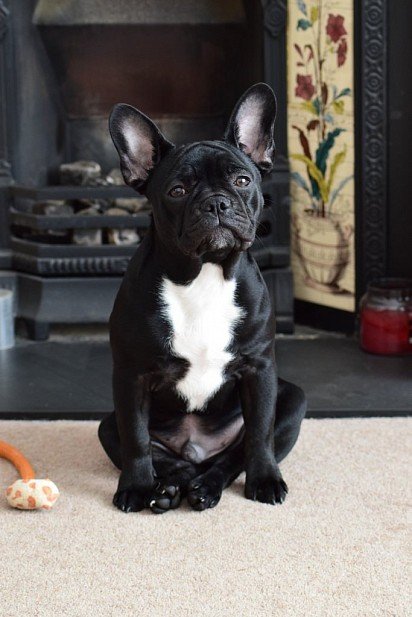 Black French Bulldog with white belly