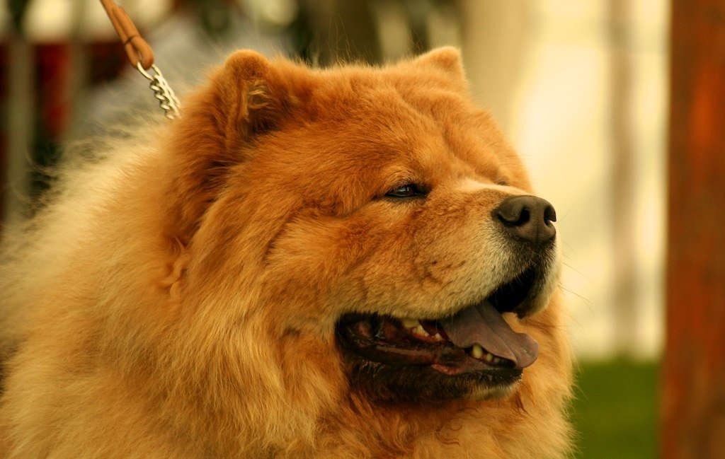 Chow Chow muzzle