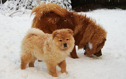 Chow chow puppy with mom