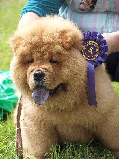 Chow Chows at puppy show