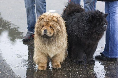 Wet Chow Chows