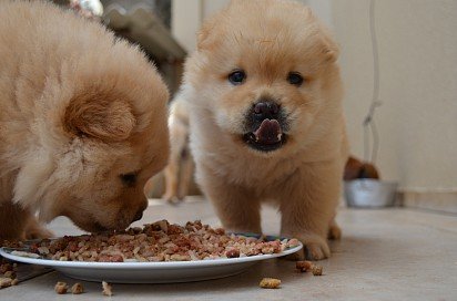 Chow Chow puppies at a meal