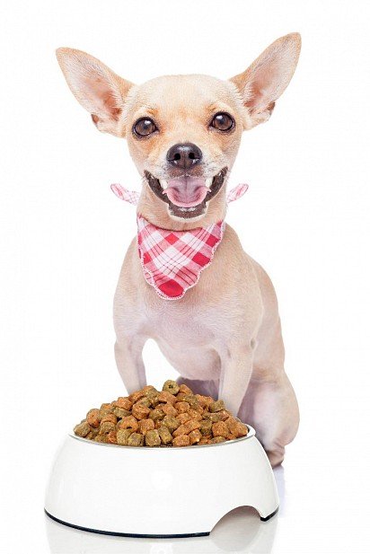 Chihuahua Nutrition