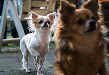 Chihuahua