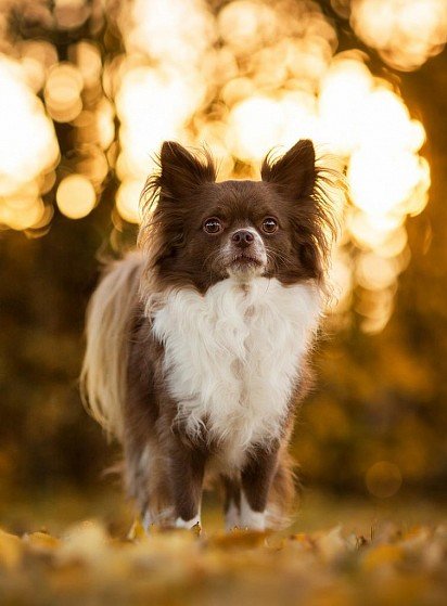 Long-haired Chihuahua
