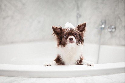 Washing a Chihuahua