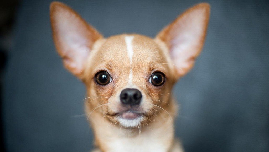 The muzzle of a chihuahua