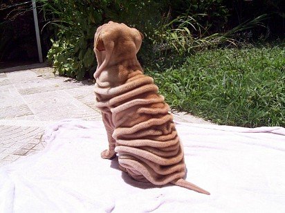 Folds on the back of a Sharpei