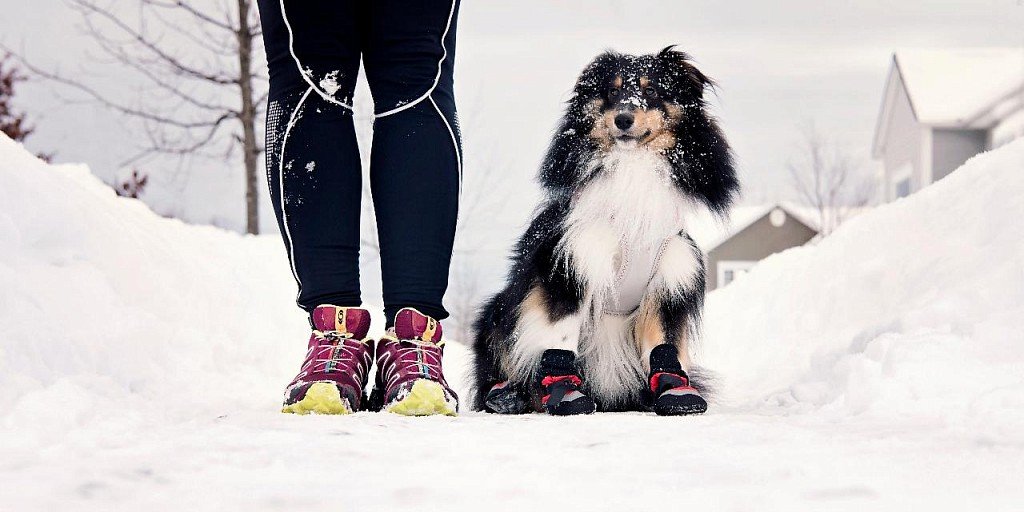 This Sheltie is ready for a winter run