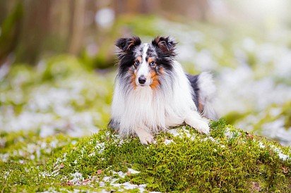 Marble-colored Sheltie