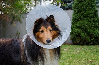 Shelties in protective collar