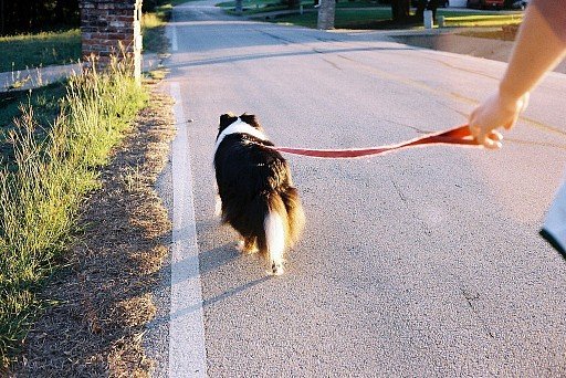 Walking with a Sheltie