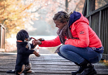 Entlebucher sennenhund