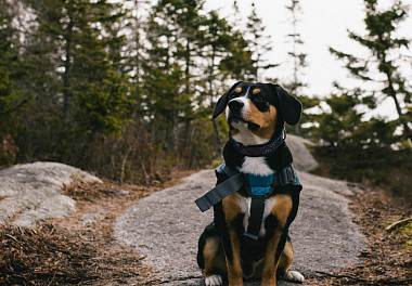 Entlebucher zennenhund