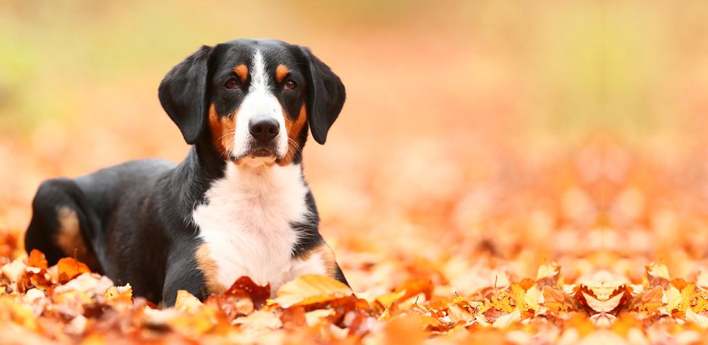 Entlebucher zennenhund