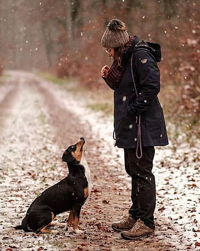 Entlebucher sennenhund training