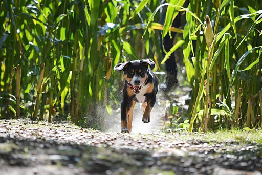 Entlebucher zennenhund