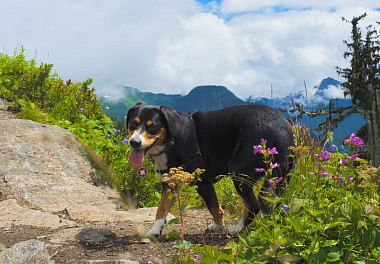 Entlebucher sennenhund