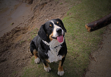 Entlebucher sennenhund