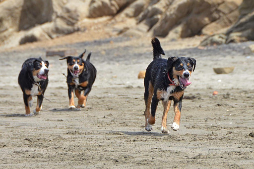 Entlebucher sennenhund