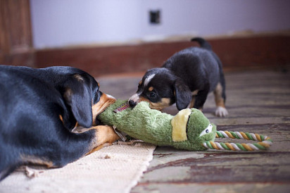 Mom plays with her puppy